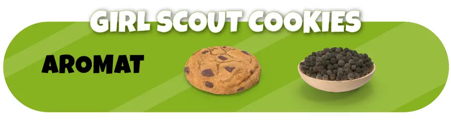 odmiany medycznej marihuany gril scout cookies